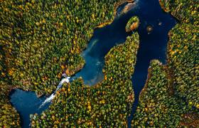 Finland Forests