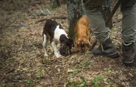 Truffle Hunting