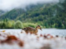 Slovenia