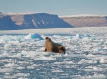 Greenland