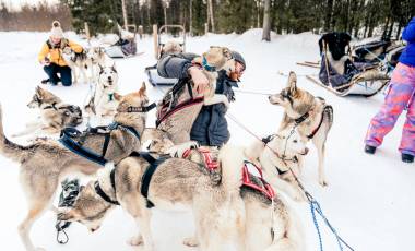 Finland dog sledding