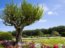 Garden at Chenonceau Castle