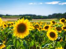 sunflowers-in-the-loire_valley