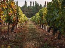 Vineyards in France